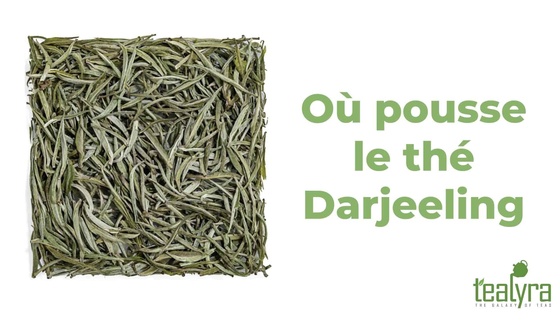 Où-pousse-le-thé-Darjeeling