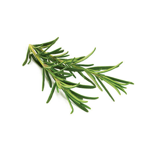 Romarin