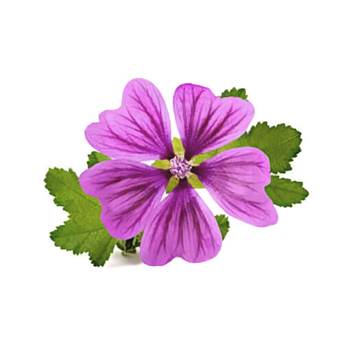 Mauve