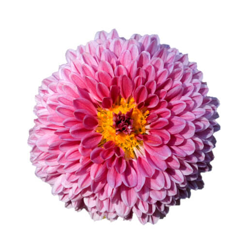 Chrysanthème