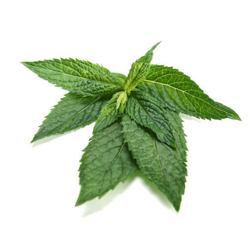 Menthe poivrée