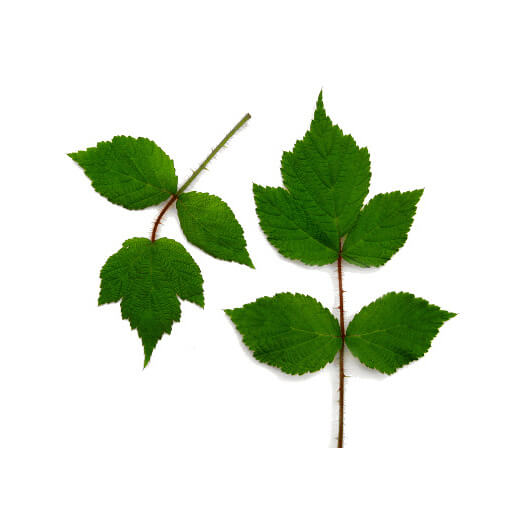 Feuilles de mûre