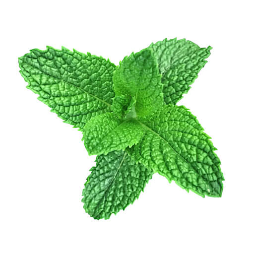Menthe verte