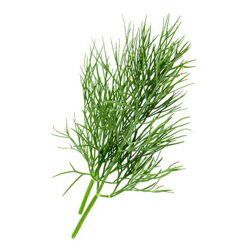 Fenouil