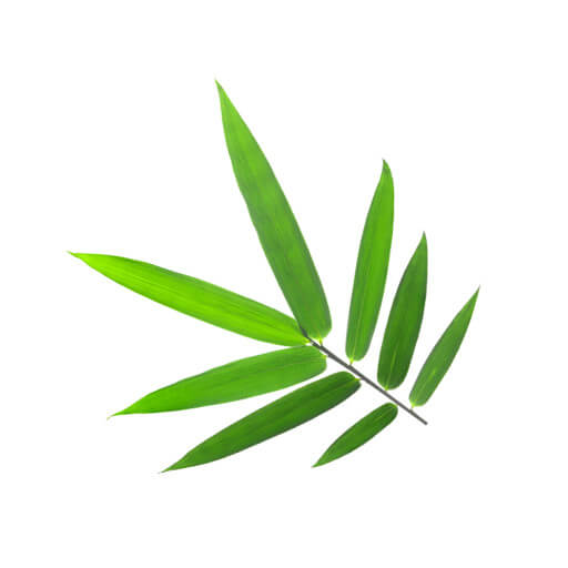 Feuilles de bambou