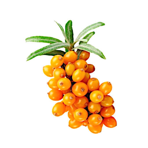 Argousier