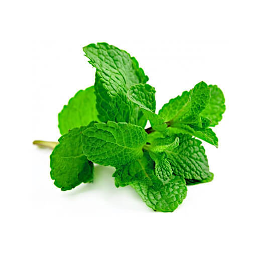 Mélisse officinale