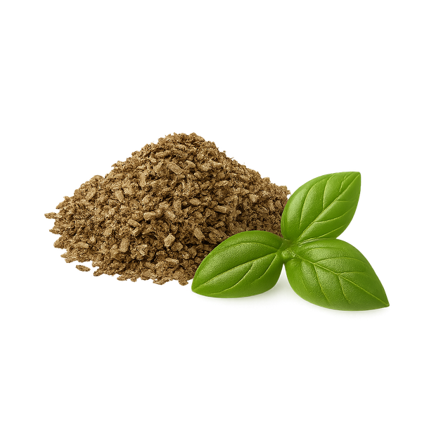 Basilic