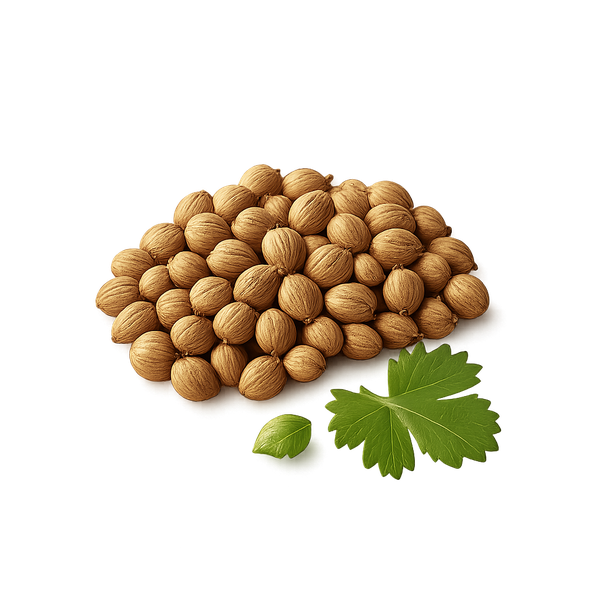Coriandre