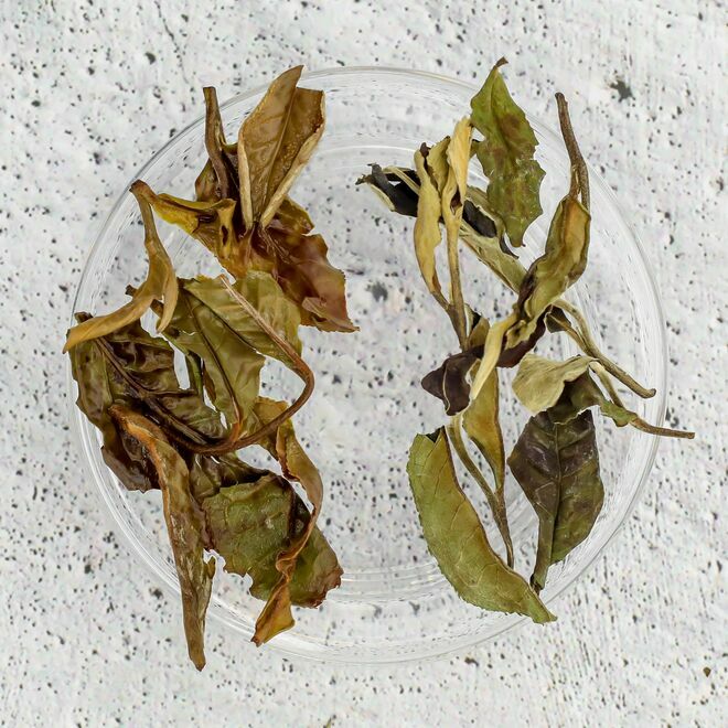 Pai Mu Tan Impérial Pivoine Blanche